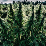 large cbd cannabis plant in a field of cannabis plants