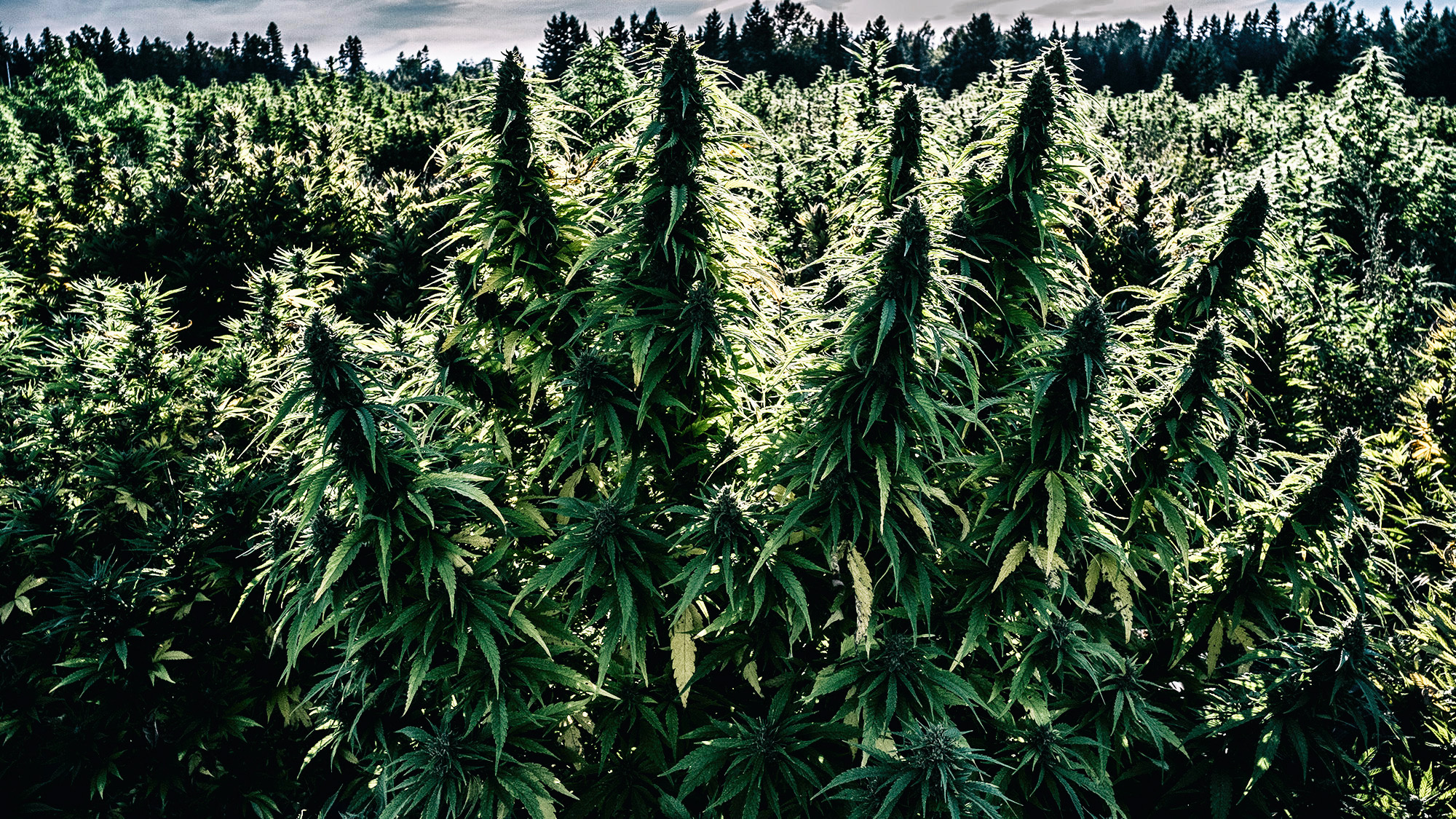 large cbd cannabis plant in a field of cannabis plants